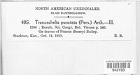 Tranzschelia discolor image